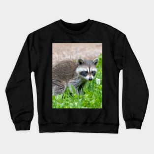 Baby raccoon in a green yard Crewneck Sweatshirt